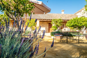 Lavender in the courtyard at Casa la Siesta, Cadiz, Spain