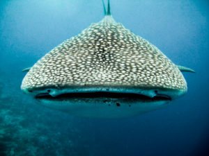 Snorkelling with whale sharks with Liquid Dive Adventures in Tofo, Mozambique