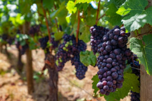 Pinot Noir grapes on the vine in Willamette Valley, Oregon