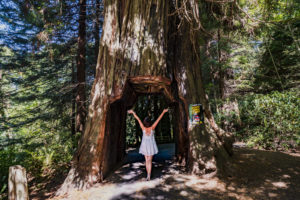 Tour Thru Tree - Drive Through Redwood in Klamath, California