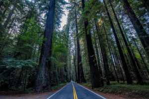 Driving along Avenue of the Giants, Mendocino, California