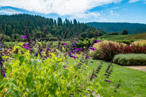 Gardens and tranquil setting at Goldeneye Winery, Anderson Valley, Mendocino, California