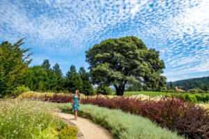 Wine tasting at Goldeneye Winery, Anderson Valley, Mendocino, California