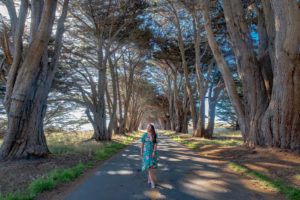 Cypress tree tunnel in Marin, California