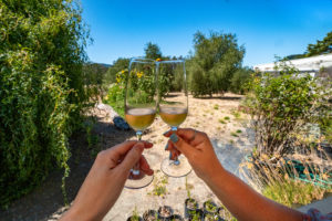 Sparkling honey wine at Heidrun Meadery with Food & Farm Tours, Marin, California