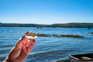 Fresh oysters at Hog Island Oyster Company with Food & Farm Tours, Marin, California