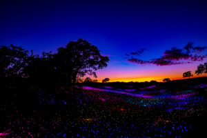 Sensorio Light Show in Paso Robles, California