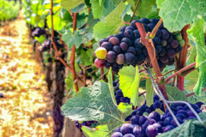 Vines in Sonoma, California