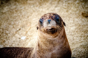 La Jolla Baby Sealion, San Diego, California, USA