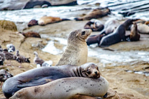 Colony of Sealions in La Jolla, San Diego, California, USA