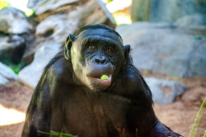 Bonobo at San Diego Zoo, San Diego, California, USA