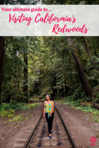 Visiting California's Redwoods: A Travel Guide