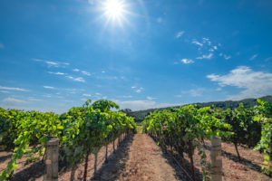 Exploring the vineyards with Toast Tours in Paso Robles, California