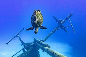 Turtle sighting scuba diving the Kittiwake with Sunset House dive resort, Grand Cayman