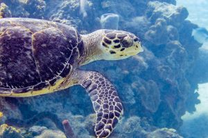 Turtle close up scuba diving with Sunset House dive resort, Grand Cayman