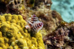 Christmas tree worm - scuba diving with Sunset House dive resort, Grand Cayman