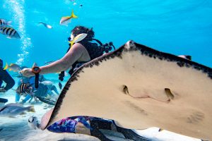 Photobombed Scuba diving with sting rays at Sting Ray City with Sunset House dive resort, Grand Cayman