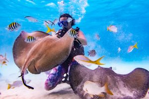 Scuba diving with sting rays at Sting Ray City with Sunset House dive resort, Grand Cayman