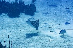 Eagle ray sighting scuba diving with Sunset House dive resort, Grand Cayman