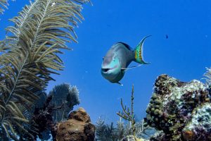 Parrotfish sighting scuba diving with Sunset House dive resort, Grand Cayman