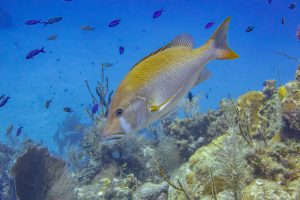 Reef diving at Sunset House scuba dive resort, Grand Cayman