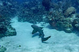 Nurse shark basking on the reef - Southern Cross Club, Little Cayman, Cayman Islands