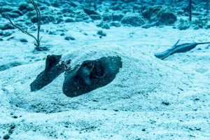 Sting ray hiding under the sand - Southern Cross Club, Little Cayman, Cayman Islands