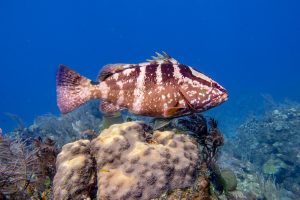 Scuba diving with Nassau groupers with Southern Cross Club, Little Cayman, Cayman Islands