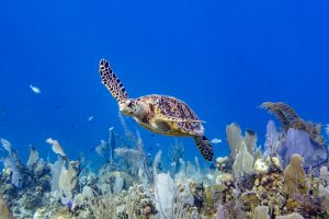Scuba diving with turtles at Southern Cross Club, Little Cayman, Cayman Islands